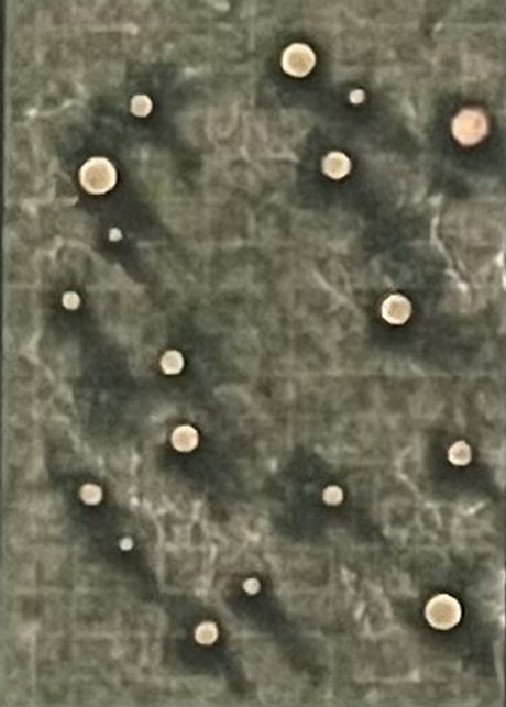 The Scrubland, left half (page 5)
